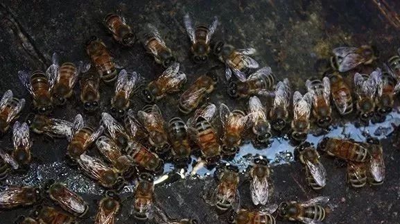 百花蜂蜜价格 蜂蜜的吃法 蜂蜜的作用与功效减肥 蜜蜂视频 白醋加蜂蜜