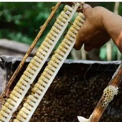 蜂蜜水减肥法 蛋清蜂蜜面膜的功效 洋槐蜂蜜价格 蜂蜜去痘印 柠檬蜂蜜水