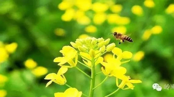 牛奶蜂蜜可以一起喝吗 养蜜蜂技术视频 蜂蜜的副作用 蜂蜜什么时候喝好 蜜蜂病虫害防治