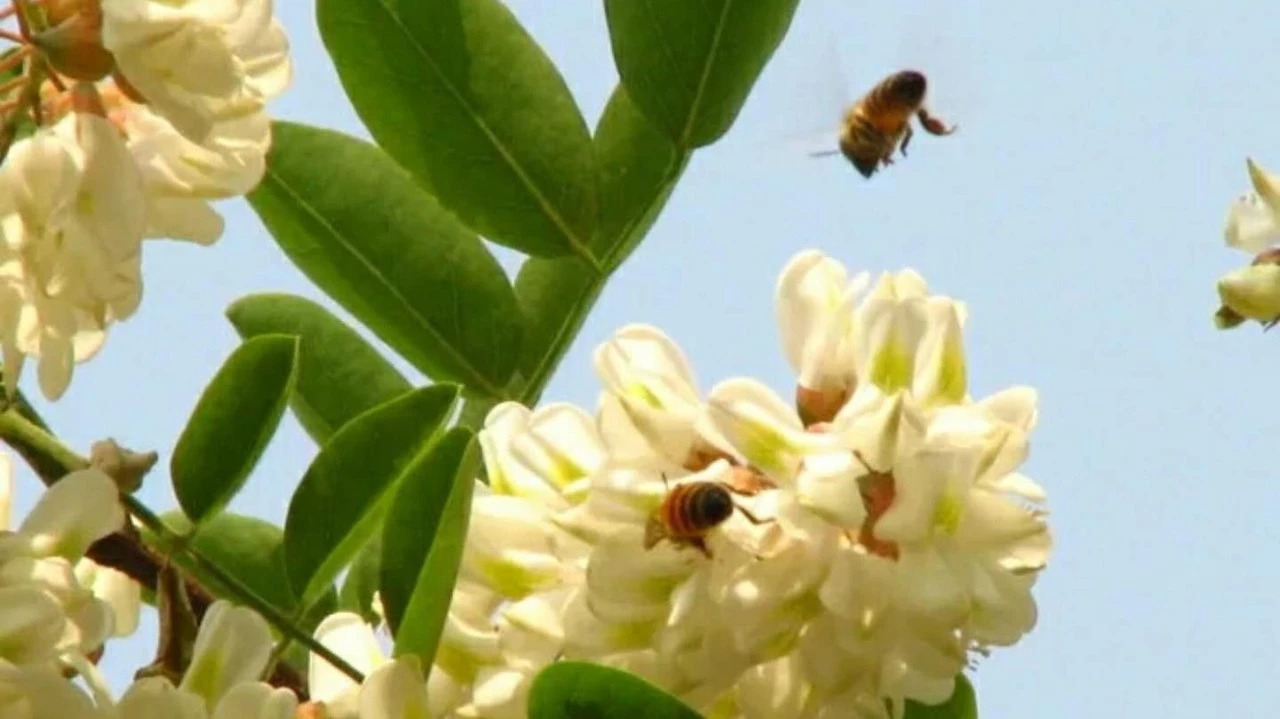 喝蜂蜜水会胖吗 蜜蜂养殖 牛奶蜂蜜可以一起喝吗 蜂蜜水果茶 蜂蜜能减肥吗