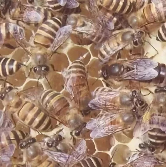 蜂蜜不能和什么一起吃 如何养蜂蜜 蜂蜜小面包 土蜂蜜价格 manuka蜂蜜