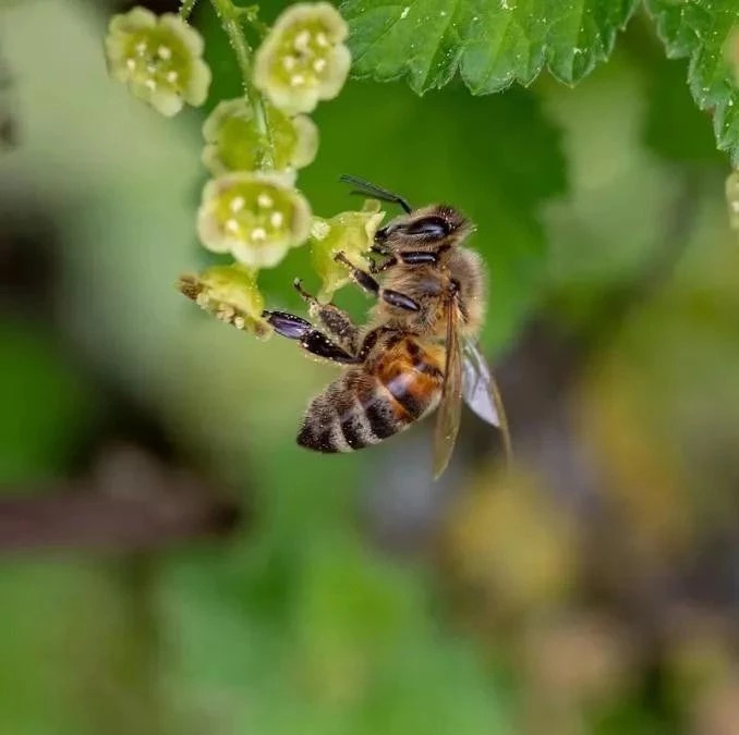 蜂蜜水怎么冲 养蜜蜂 蜂蜜 蜜蜂网 牛奶加蜂蜜的功效