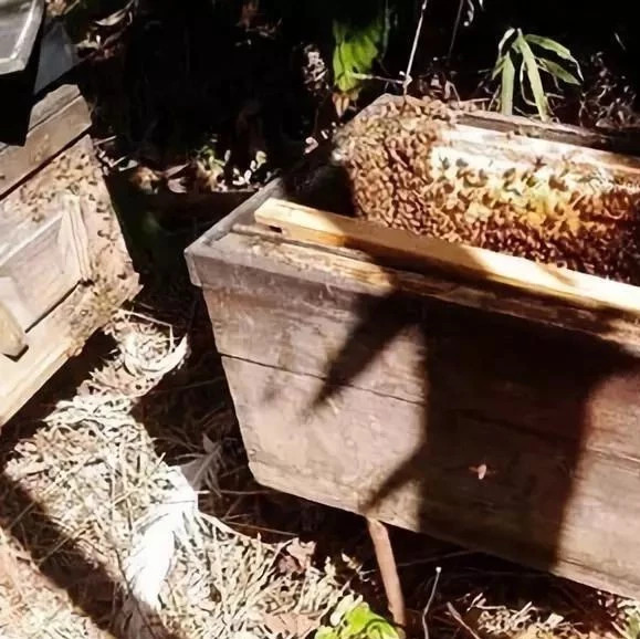 蜂蜜生姜茶 蜂蜜水怎么喝 冠生园蜂蜜价格 蜜蜂养殖 蜂蜜的价格