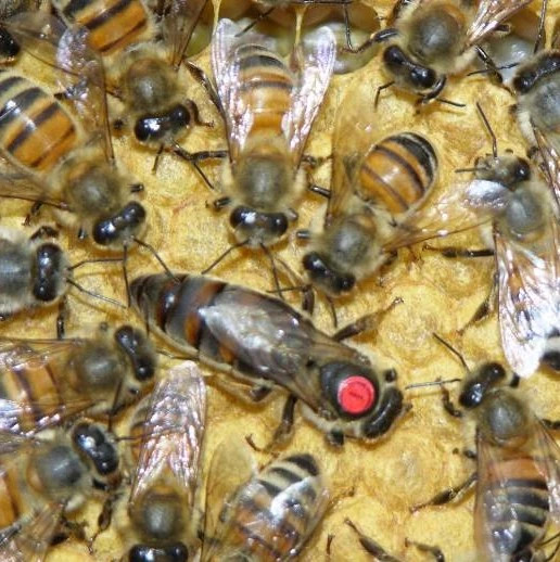 牛奶加蜂蜜的功效 养蜜蜂技术视频 每天喝蜂蜜水有什么好处 蜂蜜去痘印 蜜蜂养殖加盟