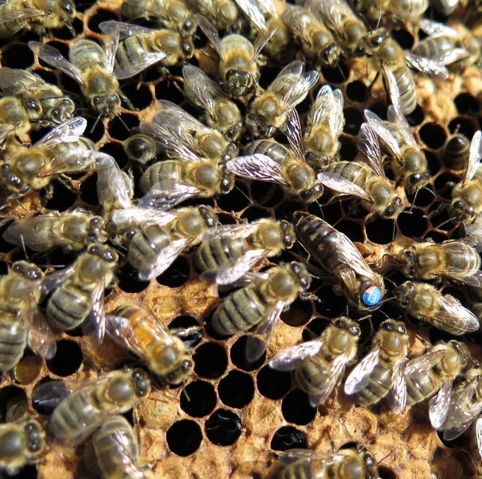 蜂蜜配生姜的作用 蜜蜂养殖技术 百花蜂蜜价格 牛奶加蜂蜜 百花蜂蜜价格