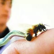 蜂蜜中有蜂毒，还能毒死人？