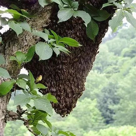 怎么引蜜蜂养蜜蜂 蜂蜜不能和什么一起吃 蜂蜜橄榄油面膜 红糖蜂蜜面膜 喝蜂蜜水的最佳时间