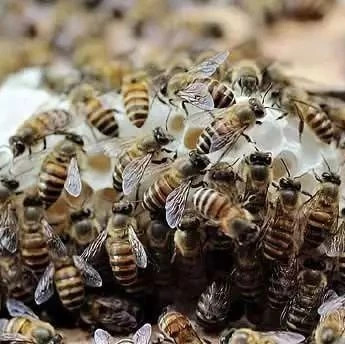 生姜蜂蜜水减肥 冠生园蜂蜜价格 姜汁蜂蜜水 生姜蜂蜜 蜂蜜能减肥吗
