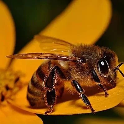 蜂蜜不能和什么一起吃 蜂蜜水怎么喝 吃蜂蜜会长胖吗 养蜜蜂 蜂蜜加醋的作用与功效