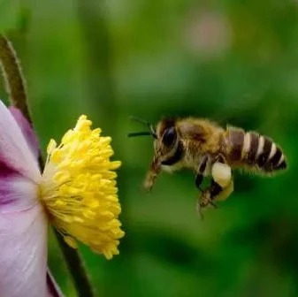 蜜蜂病虫害防治 洋槐蜂蜜价格 蜂蜜水 买蜂蜜 喝蜂蜜水的最佳时间