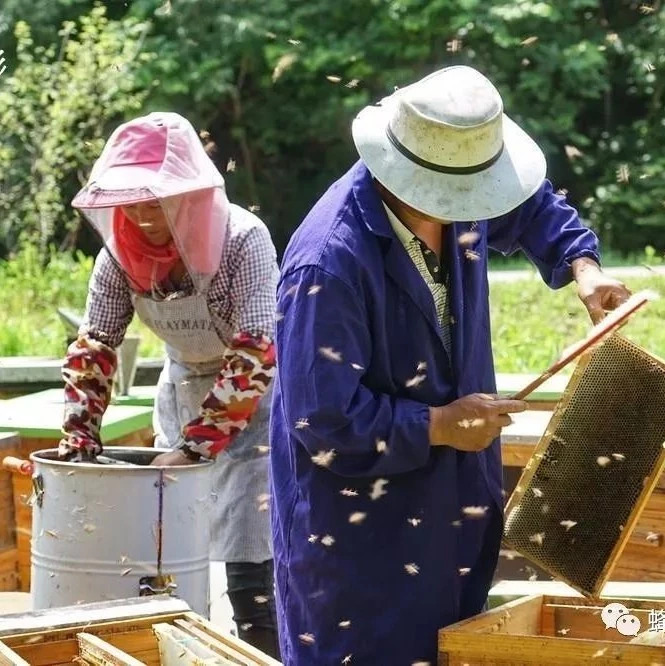蜂蜜怎样祛斑 蜂蜜减肥的正确吃法 善良的蜜蜂 蜂蜜的吃法 蜂蜜的作用与功效减肥