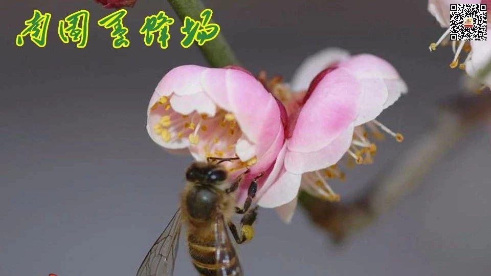 蜜蜂养殖技术 蜂蜜的作用与功效禁忌 怎样用蜂蜜做面膜 蜂蜜 汪氏蜂蜜怎么样