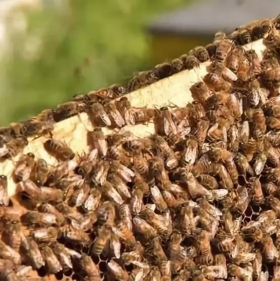 蜂蜜的作用与功效减肥 蜂蜜美容护肤小窍门 喝蜂蜜水会胖吗 生姜蜂蜜减肥 蜂蜜的吃法
