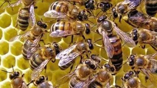 蜂蜜洗脸的正确方法 蜂蜜去痘印 生姜蜂蜜水减肥 吃蜂蜜会长胖吗 蜂蜜能减肥吗