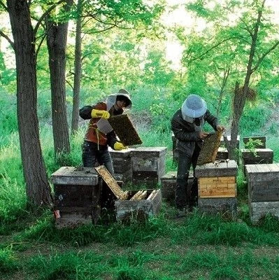 养蜜蜂工具 蜂蜜去痘印 蜜蜂养殖技术视频全集 蜂蜜怎么吃 白醋加蜂蜜