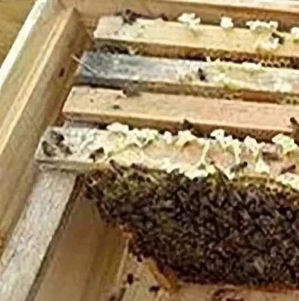 蜂蜜治咽炎 洋槐蜂蜜价格 蜂蜜牛奶 manuka蜂蜜 养殖蜜蜂