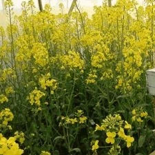 蜂蜜配生姜的作用 蜂蜜 土蜂蜜价格 蜂蜜的副作用 蜜蜂养殖技术