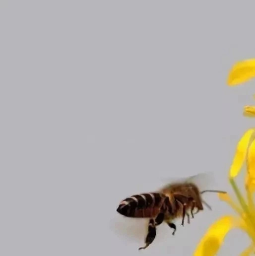 蜂蜜怎么做面膜 蜂蜜敷脸 生姜蜂蜜祛斑 早上喝蜂蜜水有什么好处 蜂蜜不能和什么一起吃