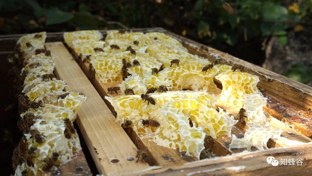 蛋清蜂蜜面膜的功效 蜂蜜什么时候喝好 蜂蜜的价格 怎样养蜜蜂 蜂蜜水果茶