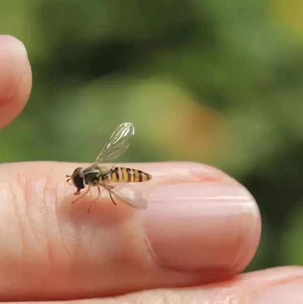 孕妇 蜂蜜 冠生园蜂蜜价格 汪氏蜂蜜怎么样 蜂蜜去痘印 蜂蜜怎样祛斑