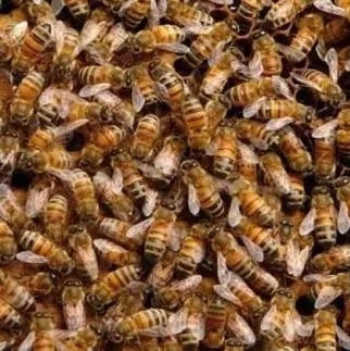 蜂群出逃的原因与预防方法