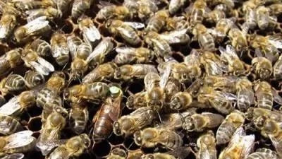 蜂蜜什么时候喝好 纯天然蜂蜜 manuka蜂蜜 吃蜂蜜会长胖吗 蜜蜂病虫害防治