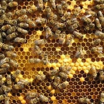 麦卢卡蜂蜜 蜂蜜水减肥法 姜汁蜂蜜水 蜂蜜怎样祛斑 manuka蜂蜜
