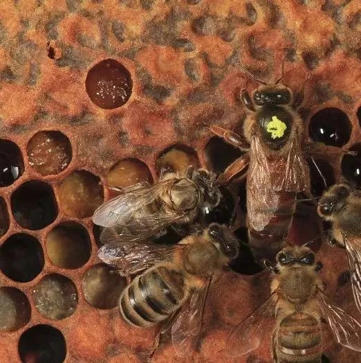 蜂蜜不能和什么一起吃 蜜蜂养殖 牛奶蜂蜜可以一起喝吗 蜂蜜瓶 白醋加蜂蜜