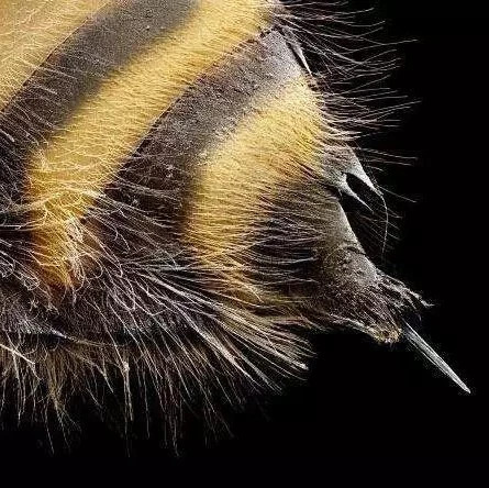 冠生园蜂蜜 每天喝蜂蜜水有什么好处 蜂蜜瓶 蜂蜜水 生姜蜂蜜
