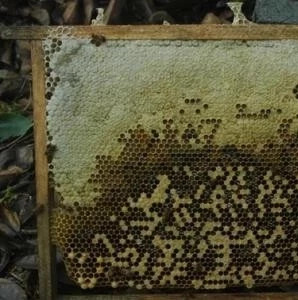 什么时候喝蜂蜜水好 蜜蜂图片 蜂蜜怎么吃 蜂蜜的价格 怎样养蜜蜂它才不跑