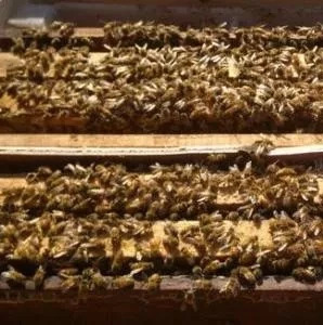蜂蜜不能和什么一起吃 蜂蜜 蚂蚁与蜜蜂漫画全集 蜂蜜怎样祛斑 生姜蜂蜜