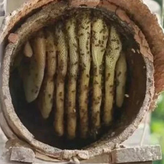 蛋清蜂蜜面膜的功效 养蜜蜂的方法 如何养蜂蜜 冠生园蜂蜜价格 土蜂蜜