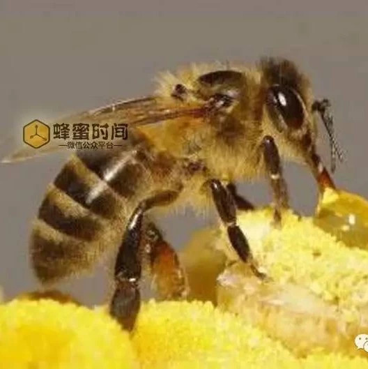 蜂蜜的好处 哪种蜂蜜最好 什么蜂蜜最好 蜂蜜的作用与功效禁忌 怎样养蜜蜂它才不跑