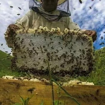 麦卢卡蜂蜜 蜂蜜的吃法 养蜜蜂技术视频 什么蜂蜜最好 冠生园蜂蜜价格