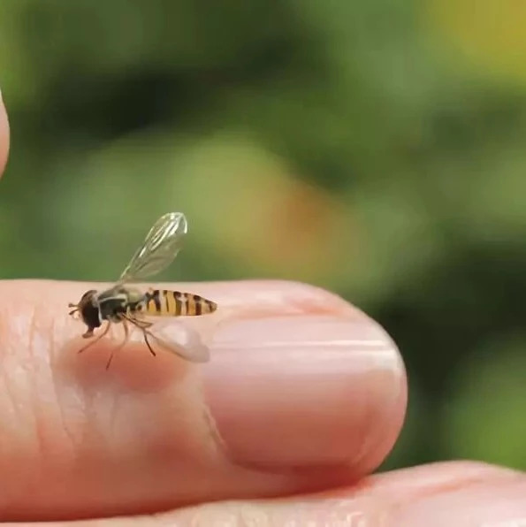 蜂蜜怎样做面膜 蜂蜜祛斑方法 蜜蜂 什么蜂蜜最好 善良的蜜蜂