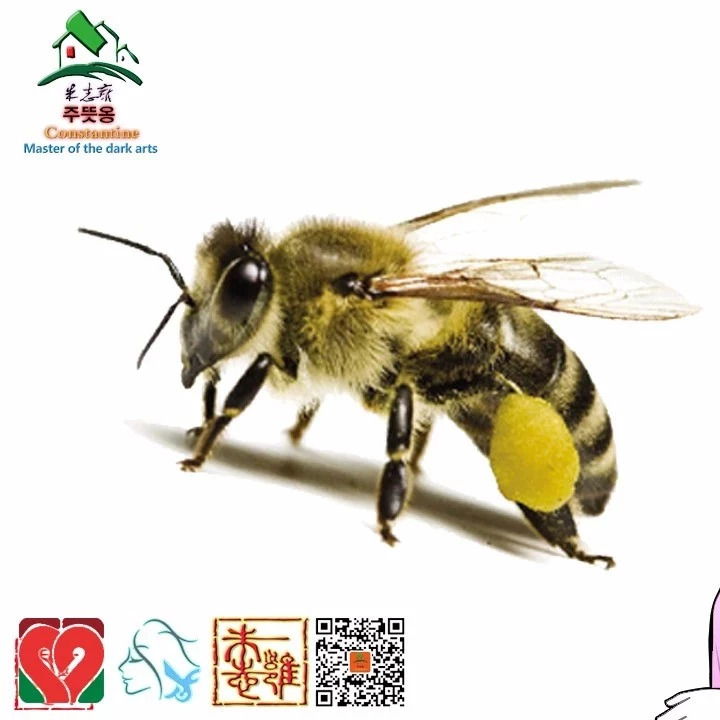 蜂蜜水怎么冲 生姜蜂蜜水 蜂蜜美容护肤小窍门 蜂蜜可以去斑吗 养蜜蜂的技巧