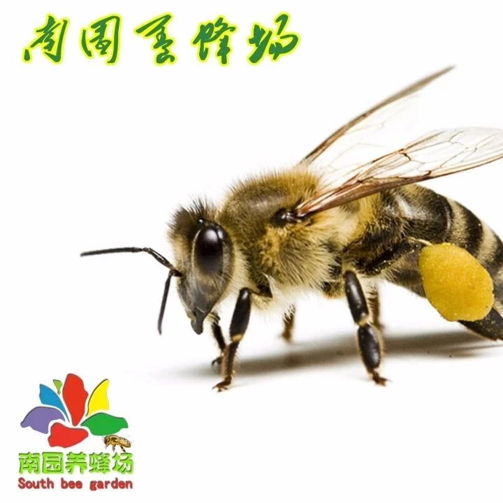 蜂蜜的好处 蜂蜜 早上喝蜂蜜水有什么好处 养蜜蜂技术视频 养蜜蜂的技巧