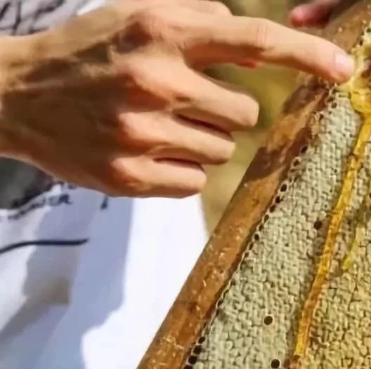 蜜蜂吃什么 什么蜂蜜好 中华蜜蜂蜂箱 百花蜂蜜价格 蜂蜜橄榄油面膜