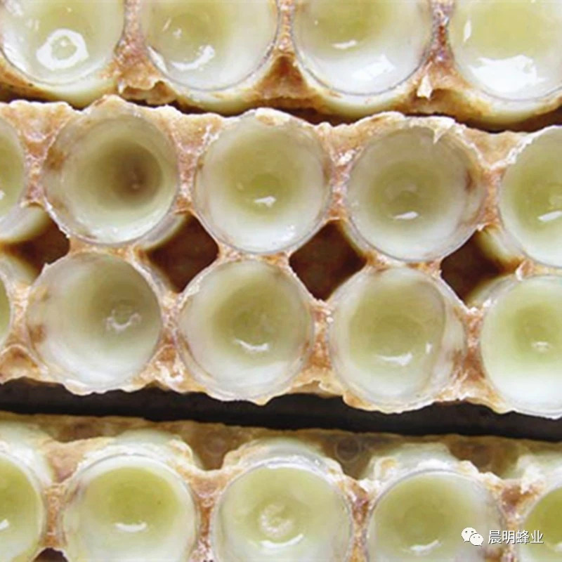 蜜蜂养殖技术 麦卢卡蜂蜜 蜂蜜水减肥法 汪氏蜂蜜怎么样 蜂蜜橄榄油面膜