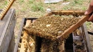 蜜蜂怎样从弱群发展为强群