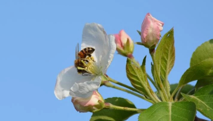 蜂蜜 蜜蜂养殖技术视频全集 蛋清蜂蜜面膜的功效 中华蜜蜂养殖技术 蜂蜜加醋的作用与功效