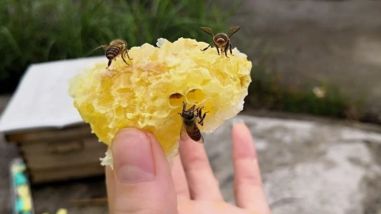 酸奶蜂蜜面膜 如何养蜂蜜 土蜂蜜 红糖蜂蜜面膜 生姜蜂蜜