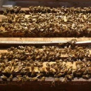 养蜂秋繁的一些体会