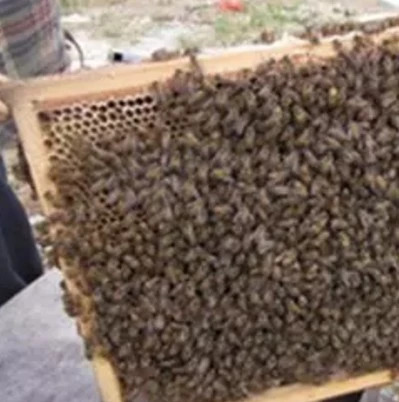 蜂蜜面膜怎么做补水 蜜蜂图片 养蜜蜂 喝蜂蜜水会胖吗 野生蜂蜜价格