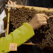蜂蜜的九种养生吃法助你抵御秋燥
