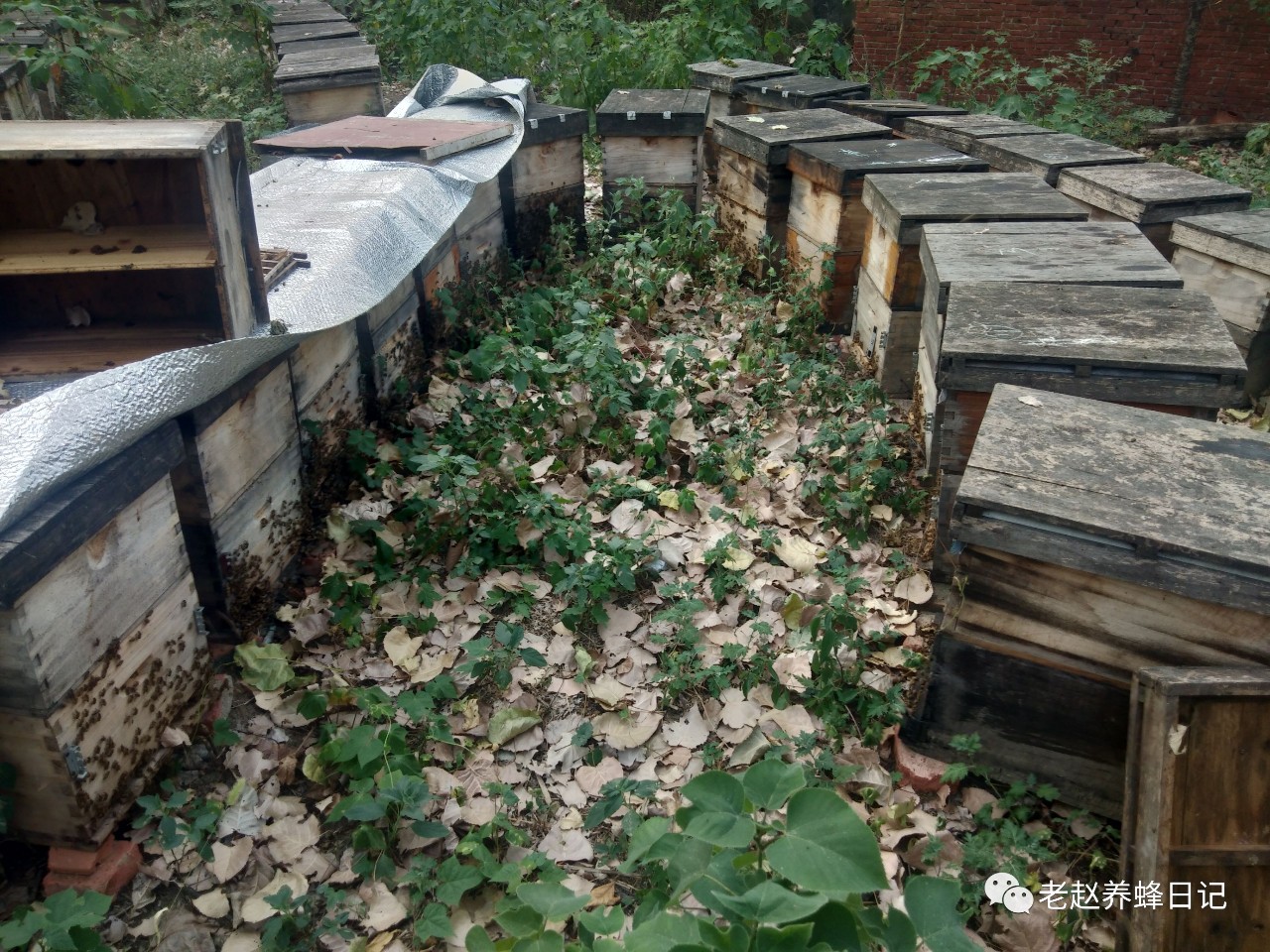 蜜蜂吃什么 冠生园蜂蜜 被蜜蜂蛰了怎么办 中华蜜蜂蜂箱 中华蜜蜂养殖技术