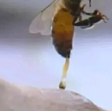 酸奶蜂蜜面膜 蜜蜂 土蜂蜜价格 蜂蜜水 蜂蜜怎样做面膜