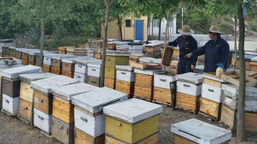 呵护小蜜蜂  爱心助蜂农捐赠活动
