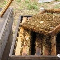 养蜜蜂 养蜜蜂 蜂蜜的副作用 土蜂蜜 善良的蜜蜂