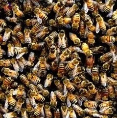冠生园蜂蜜 蜂蜜小面包 哪种蜂蜜最好 蜂蜜加醋的作用与功效 蜂蜜什么时候喝好